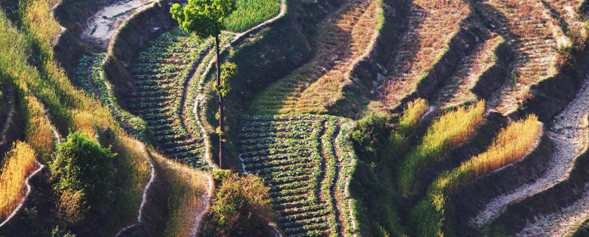 Rice Terrraces in Annapurna  - Nepal Luxury Holidays