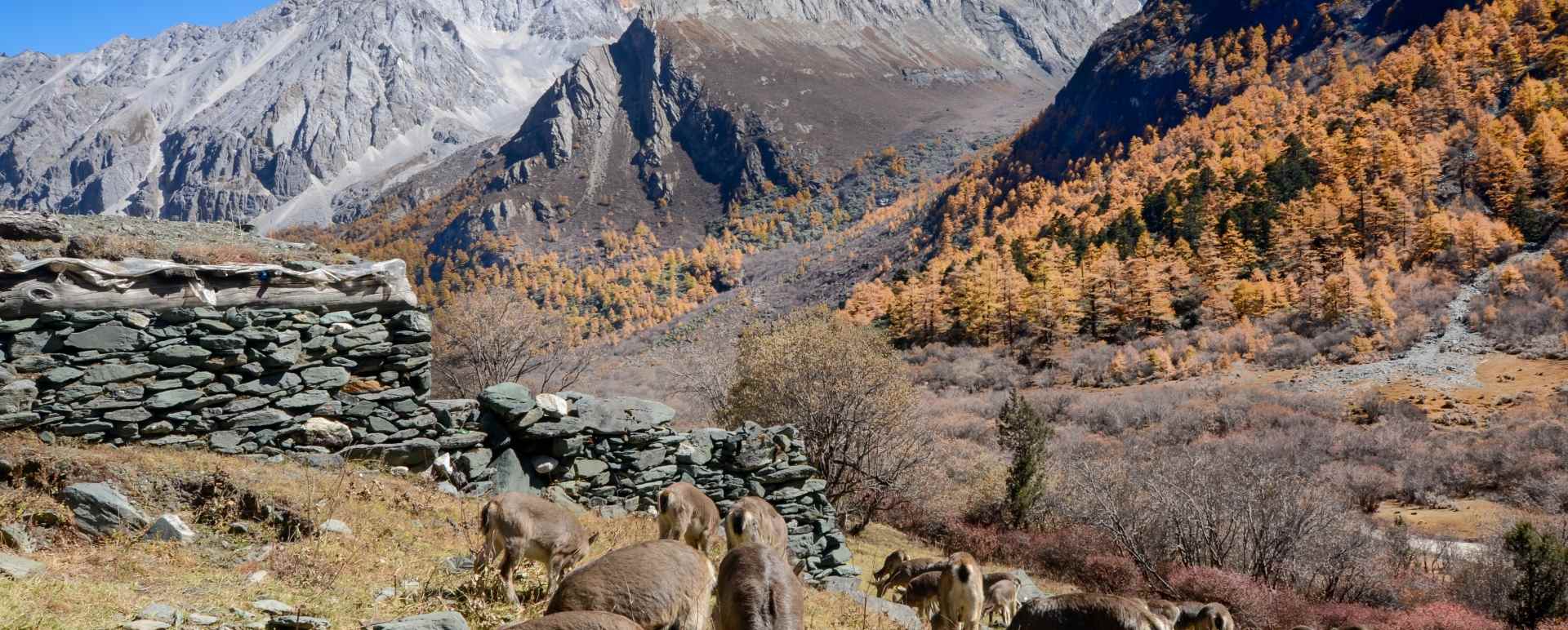 Daocheng Yading