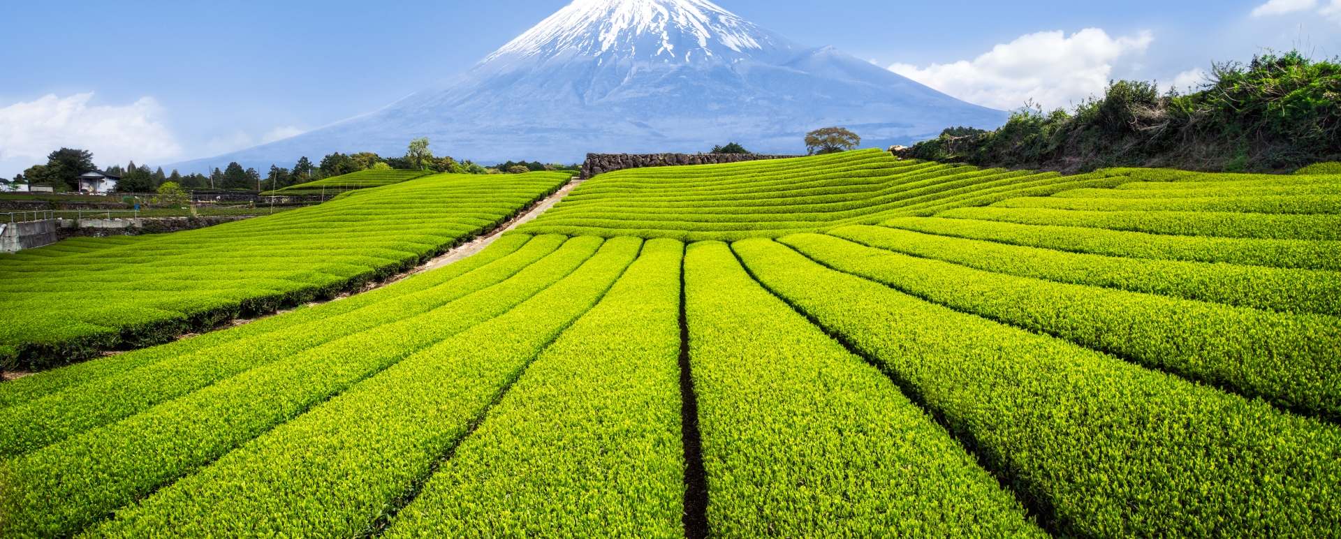 Shizuoka