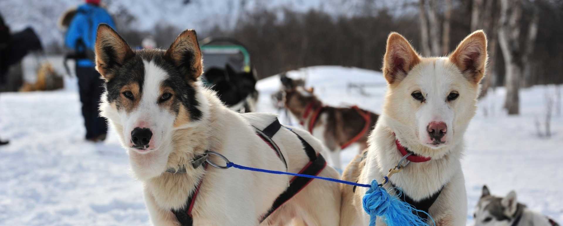 Dogsledding 