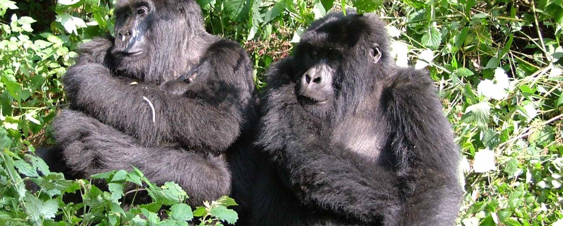 Gorilla Trekking