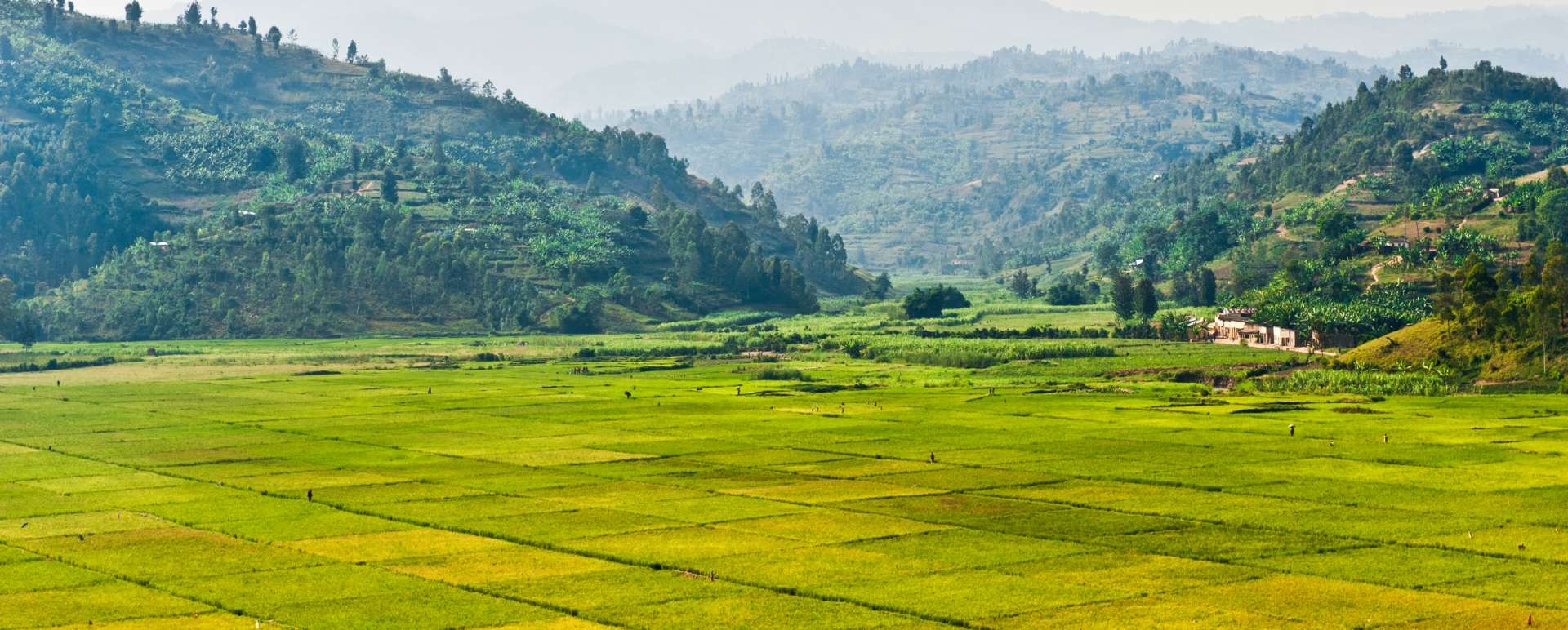 Farm land in Rwanda - Twin Centre Rwanda and Cape Town