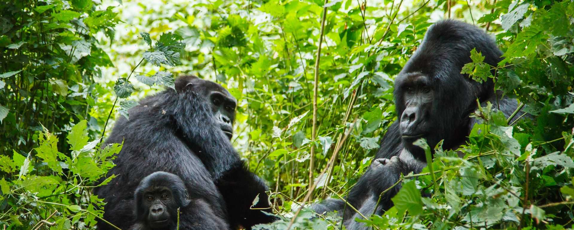 Gorilla Family