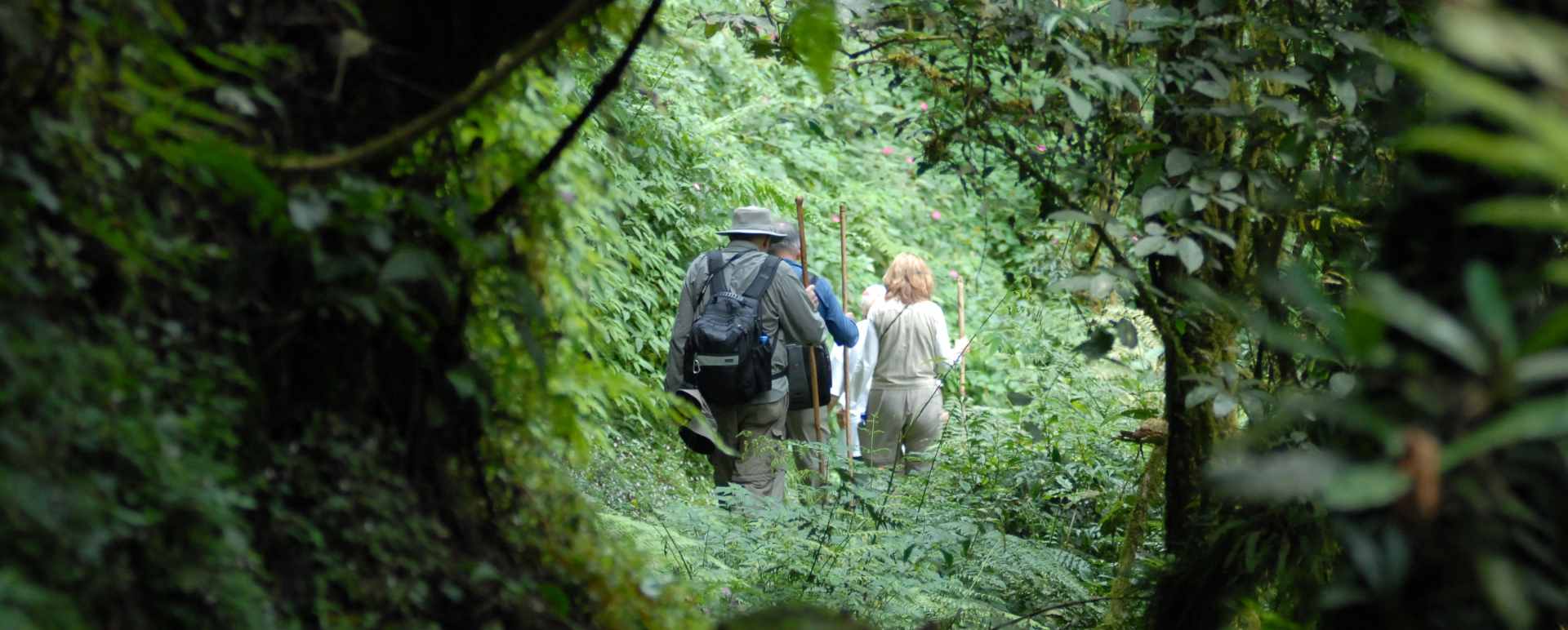 Gorilla Trekking