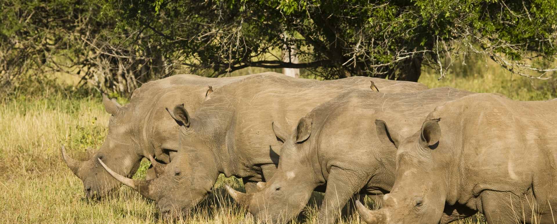 Activities at Rhino Ridge