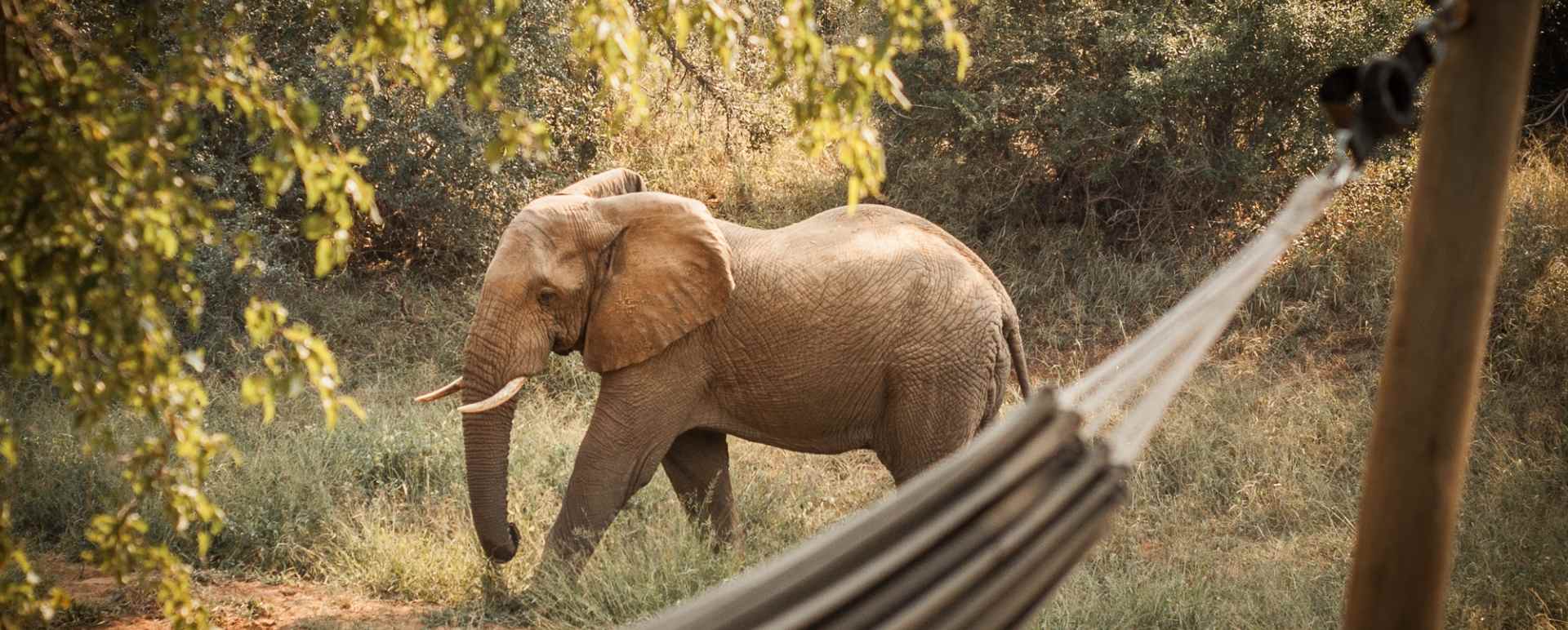 Safari Honeymoon