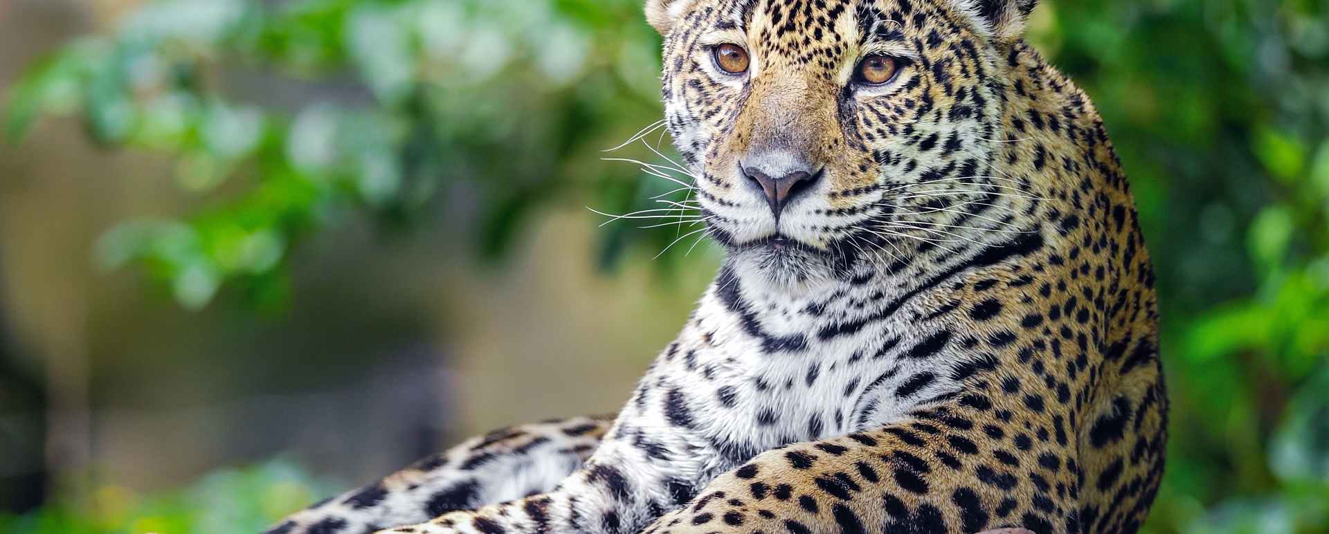 Pantanal