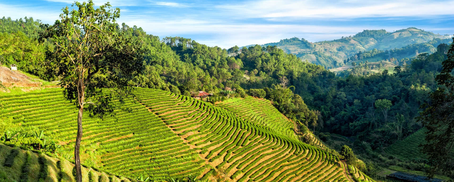 Chiang Rai