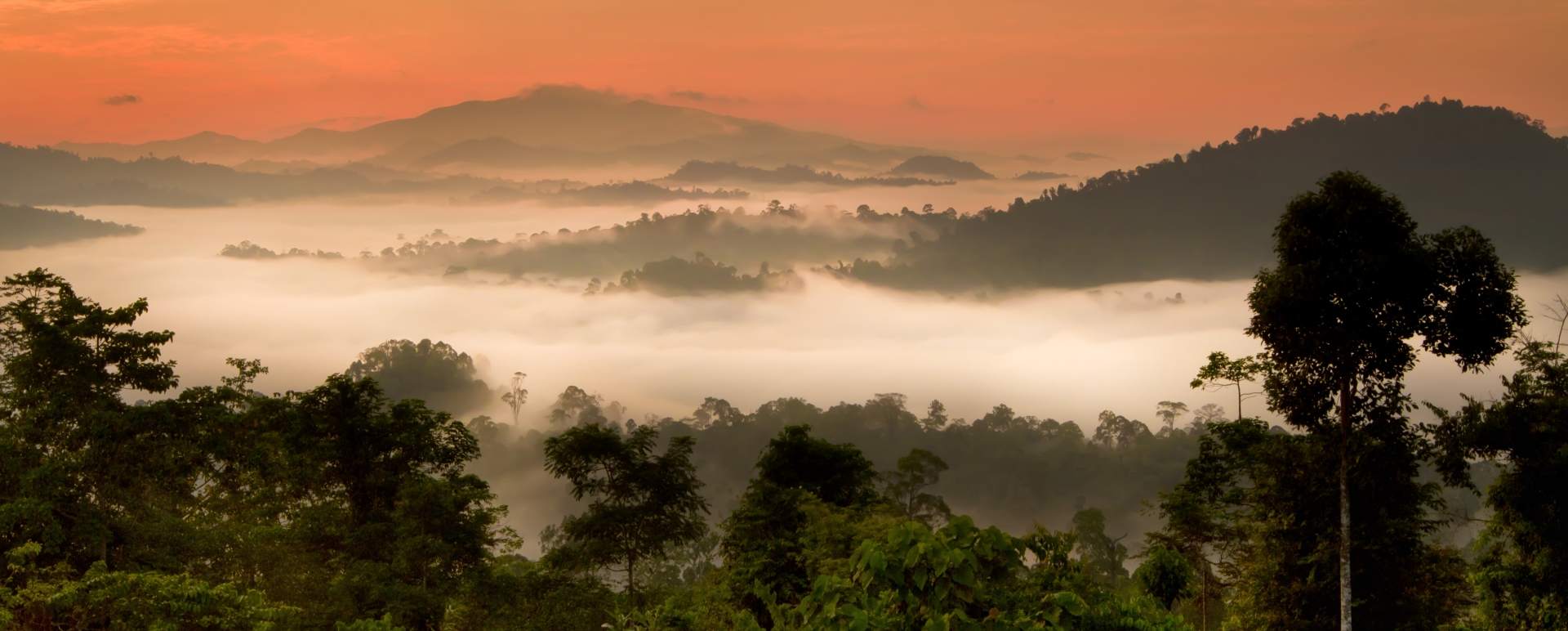 Danum Valley and Tabin