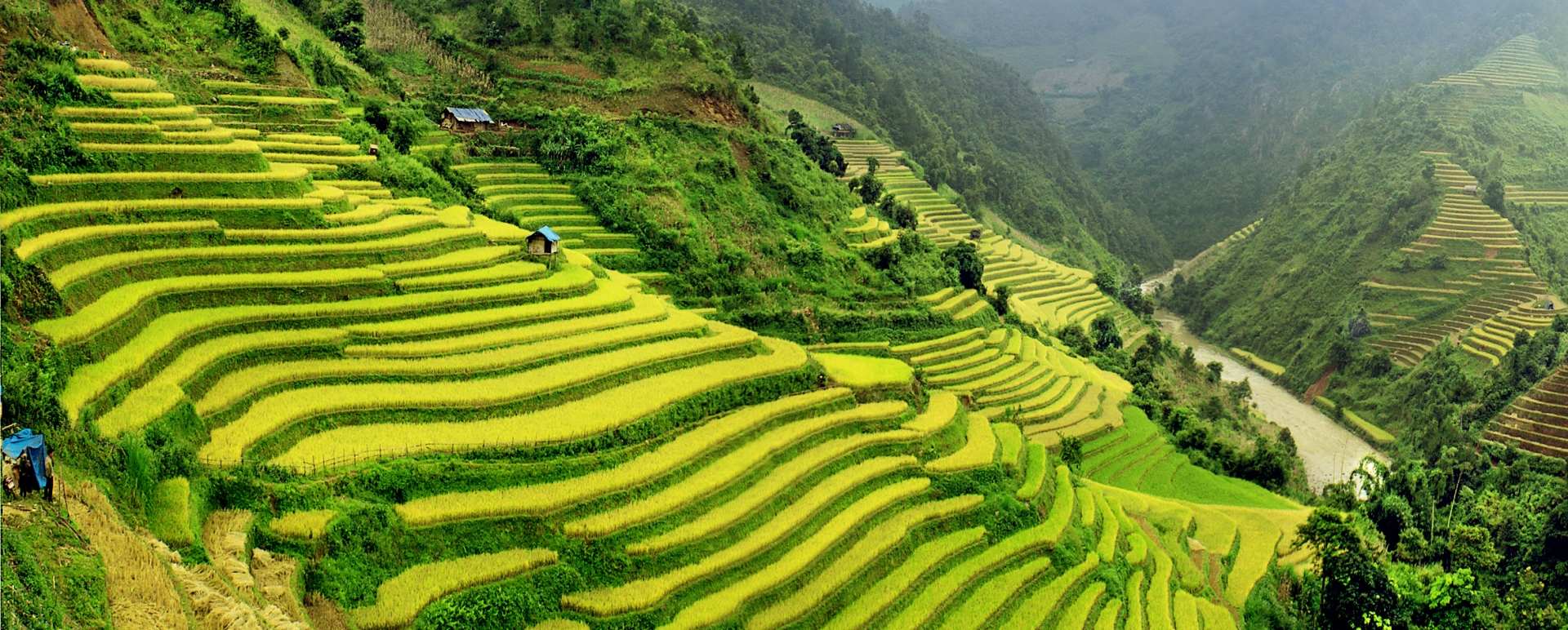 Sapa
