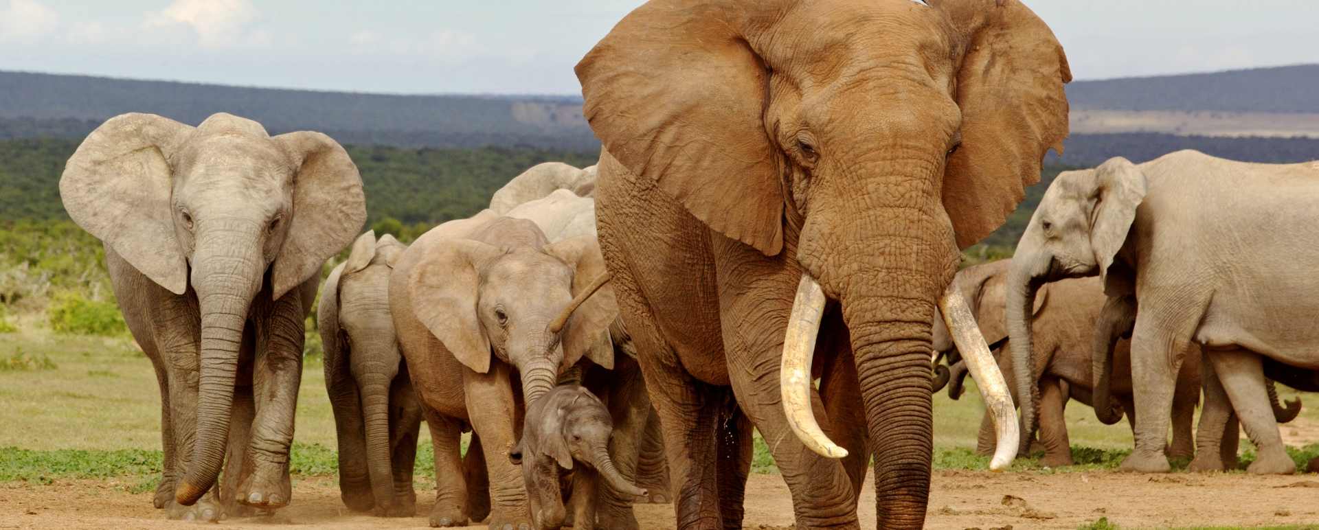 Eastern Cape Game Reserves