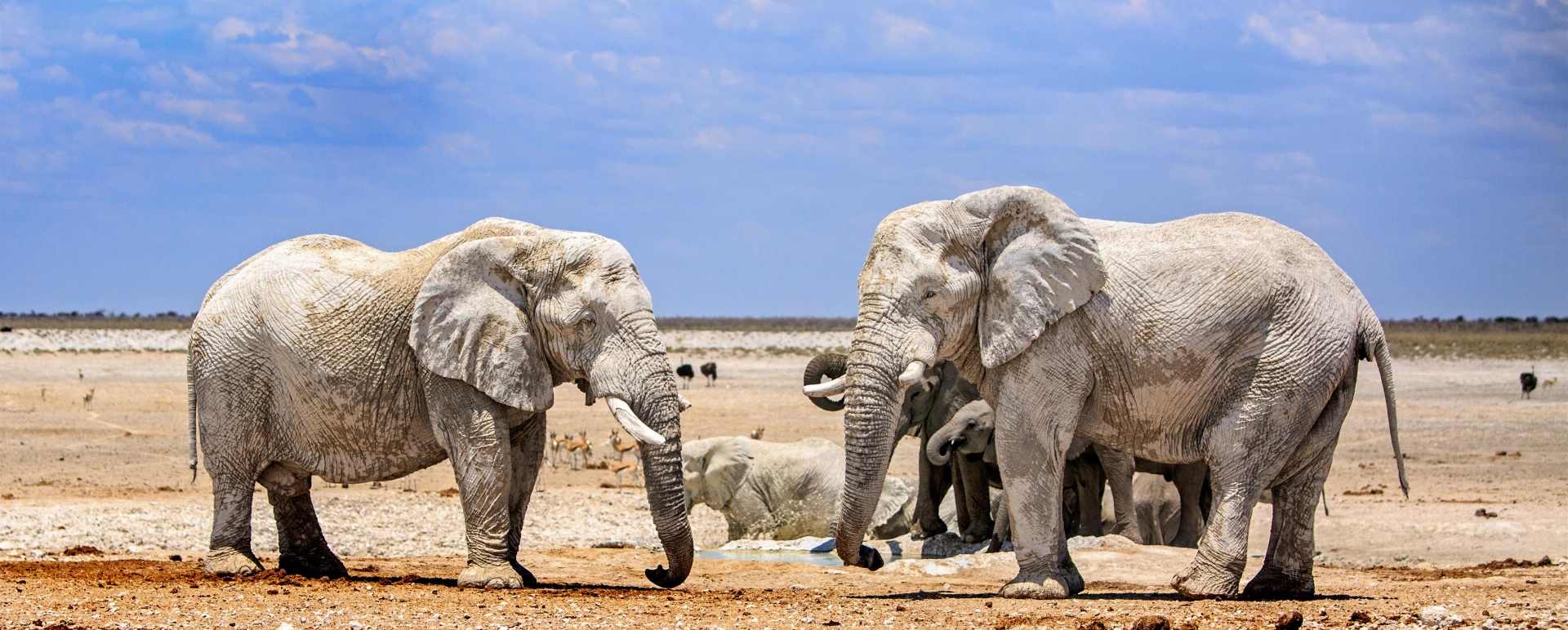Etosha National Park