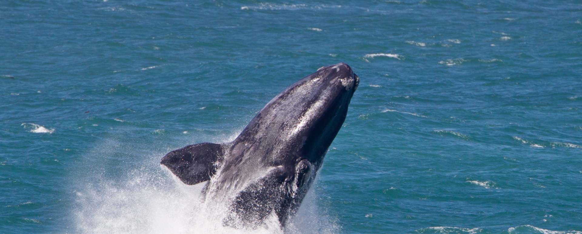 Hermanus