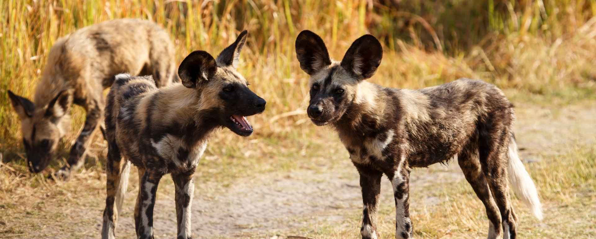 Madikwe Game Reserve