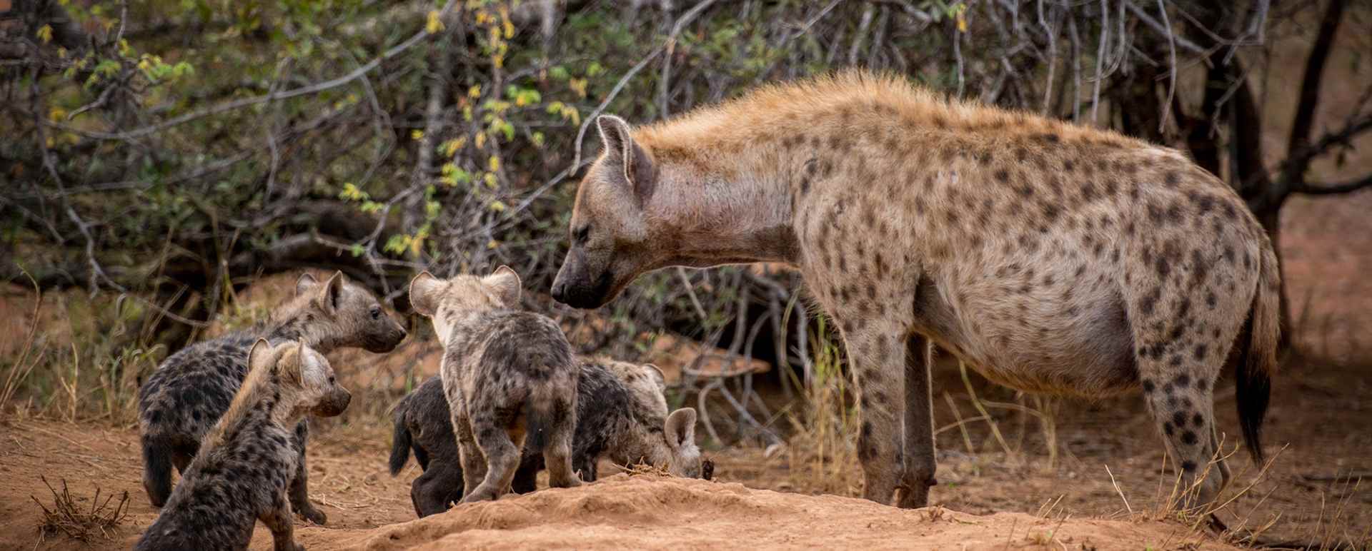 Makalali Game Reserve