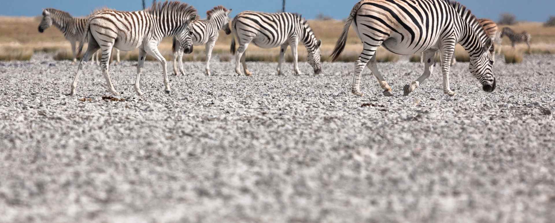 Makgadikgadi Pans