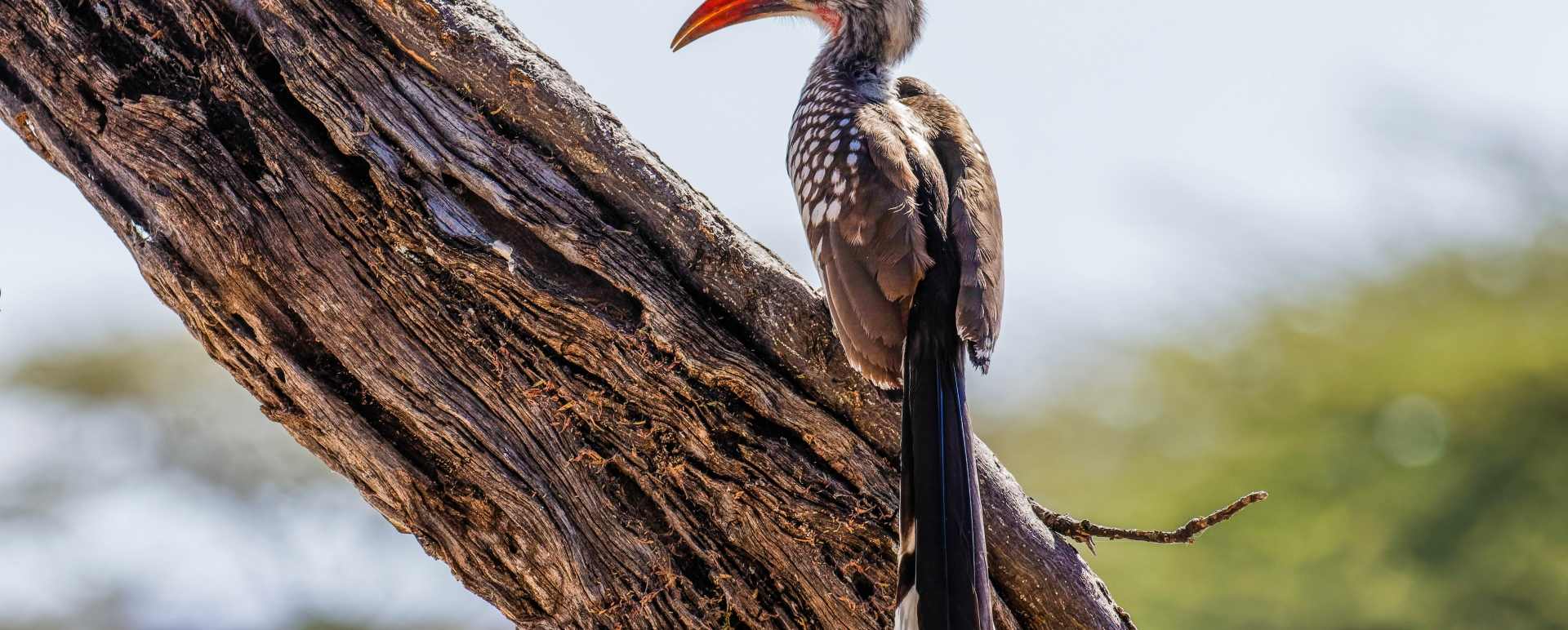Onguma Private Game Reserve