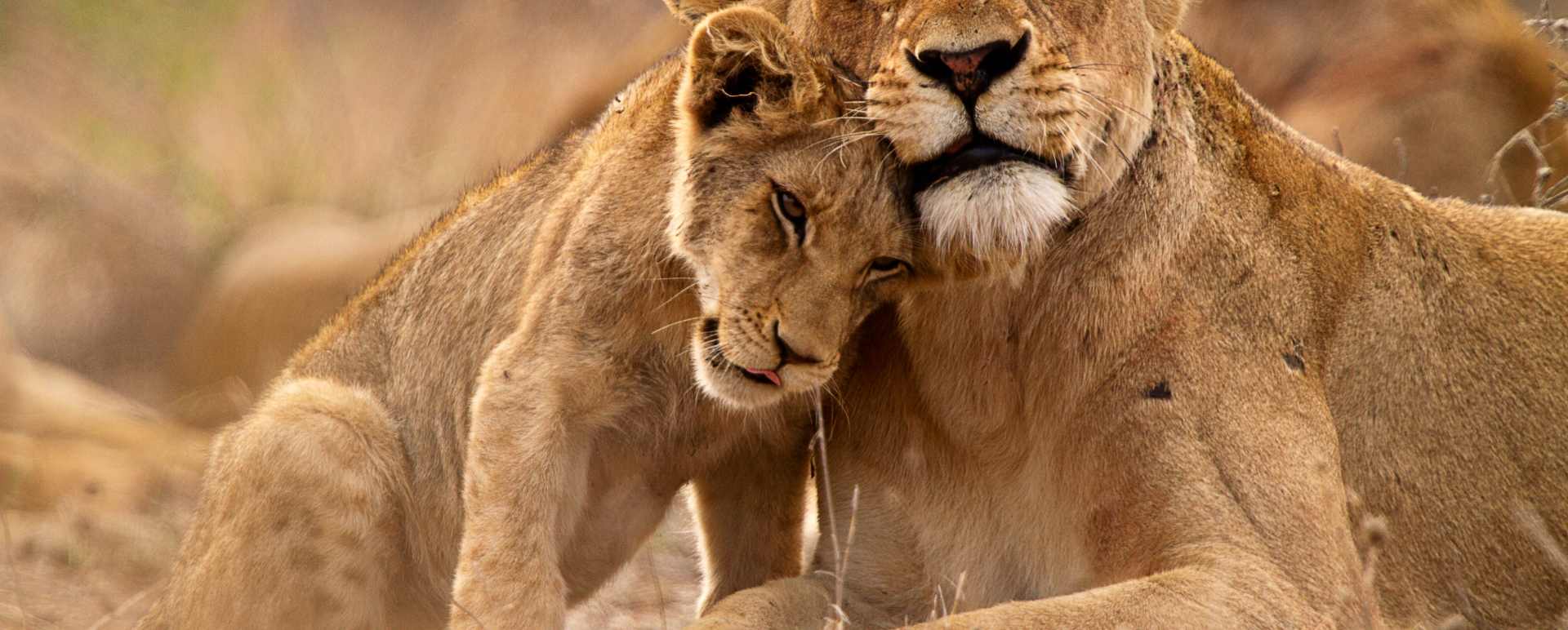 Sabi Sands Game Reserve