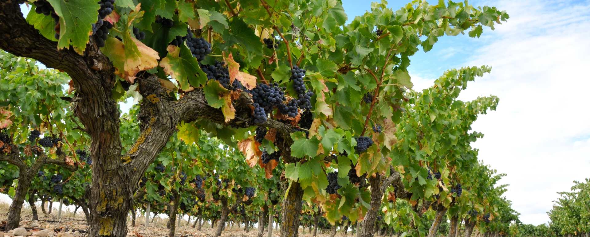 Vineyards - Indulgent escape to the Basque Country