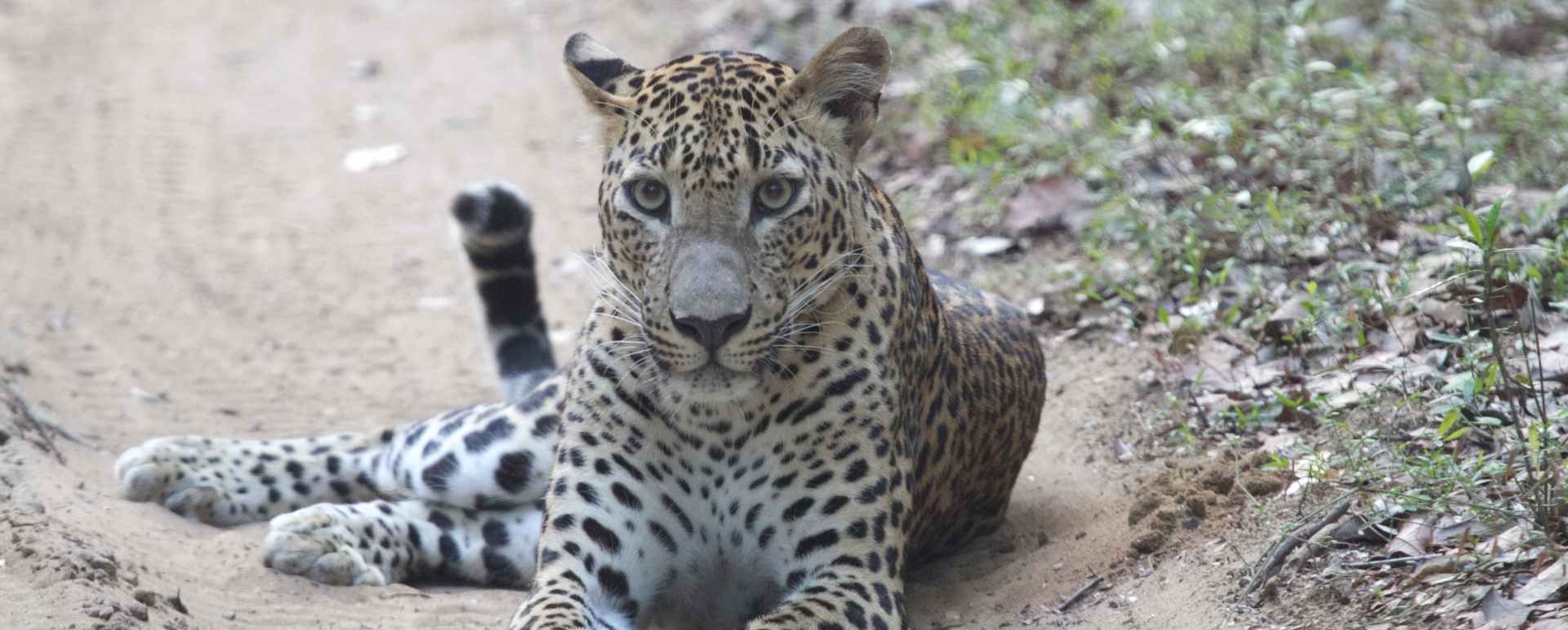 Leopard - Wilpattu National Park