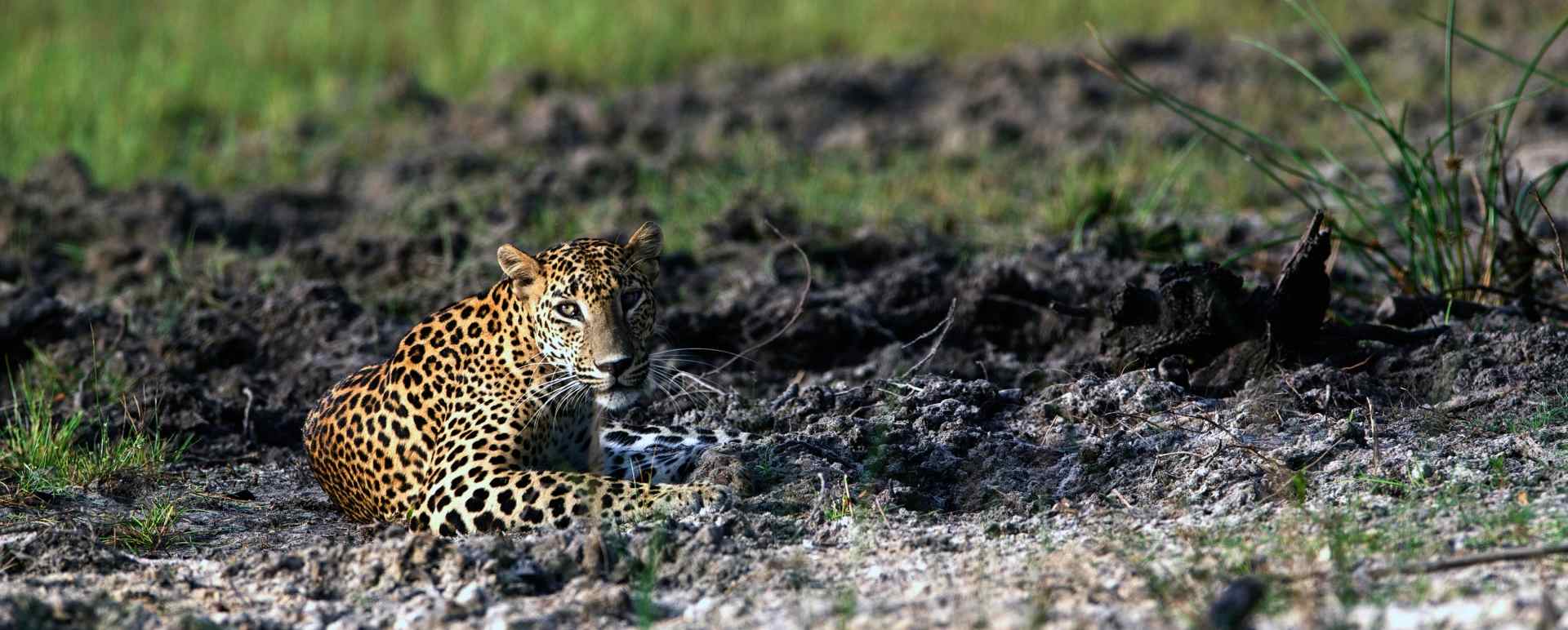 Incredible Wildlife - Wilpattu National Park