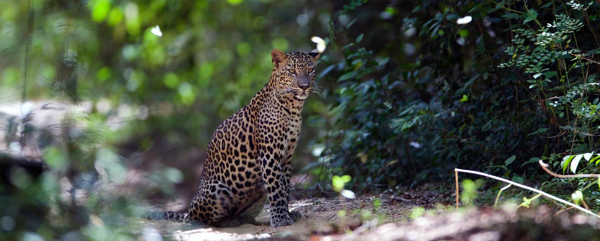 Magical sightings - Wilpattu National Park