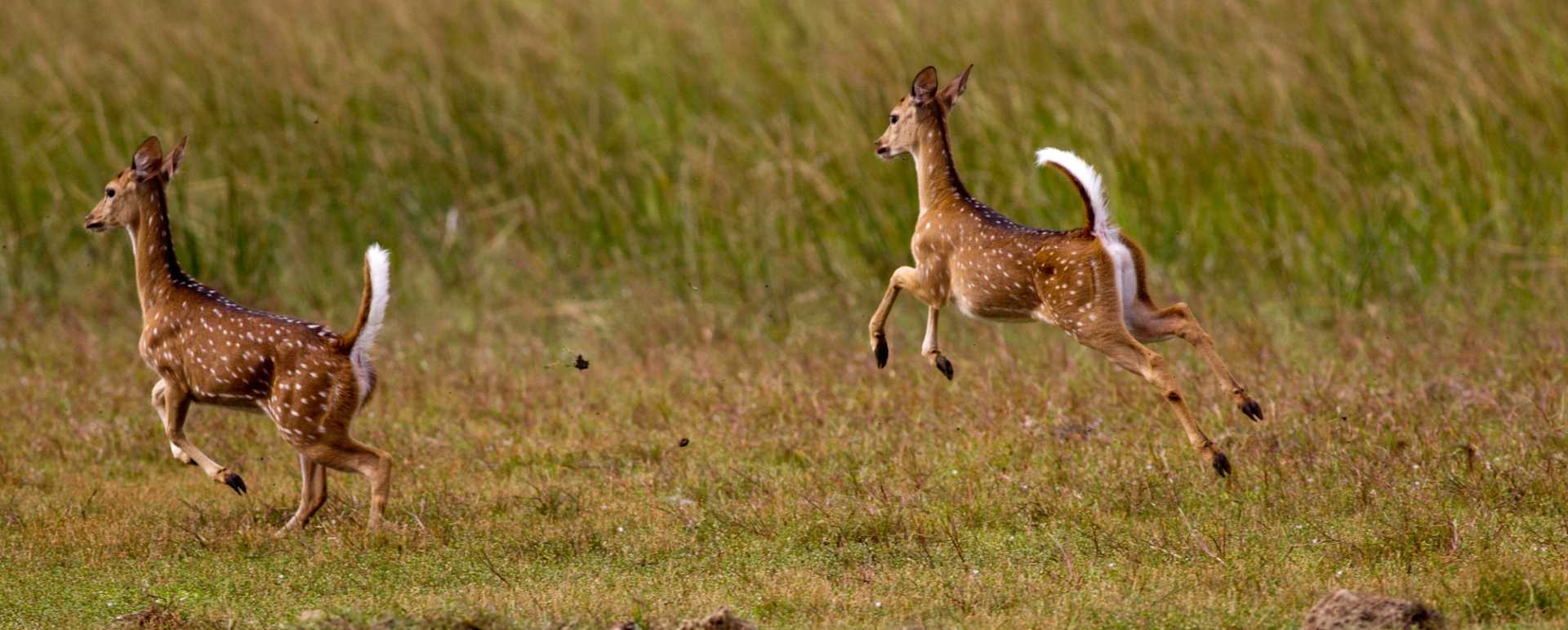 Deer - Wilpattu National Park