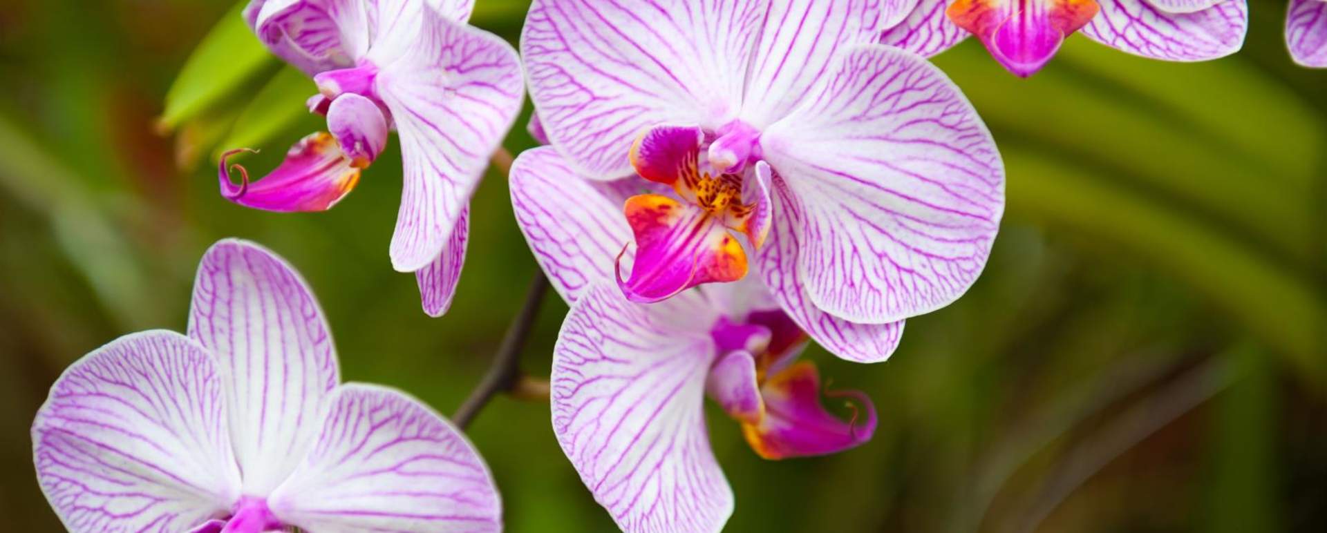 Kandy Royal Botanical Gardens