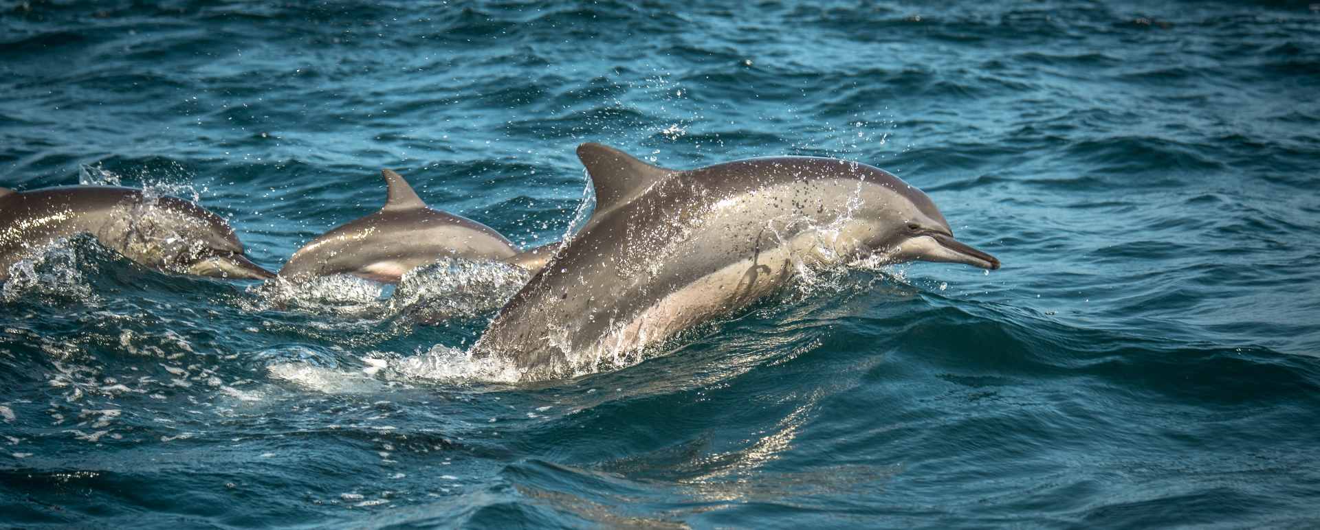 Whale and Dolphin Watching by Private Catamaran
