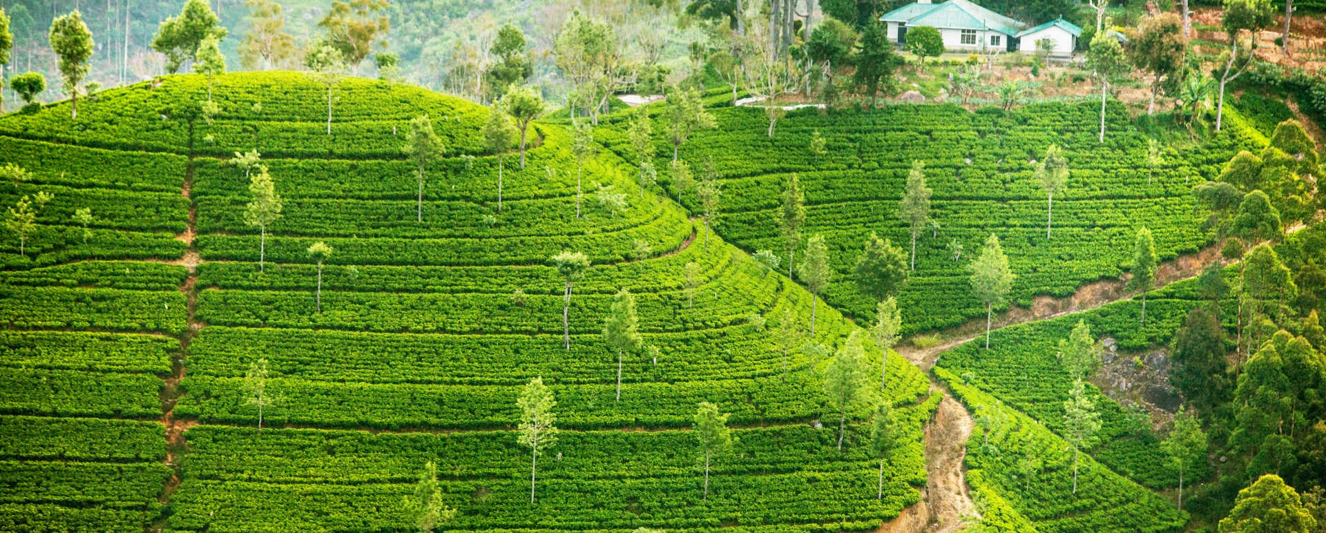 Tea Plantations in Sri Lanka 