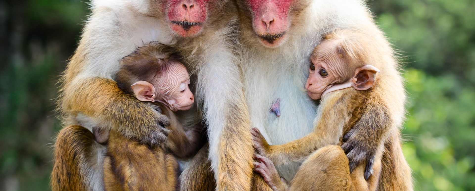 Monkeys - Lazy Days and Leopards on Sri Lanka's South Coast