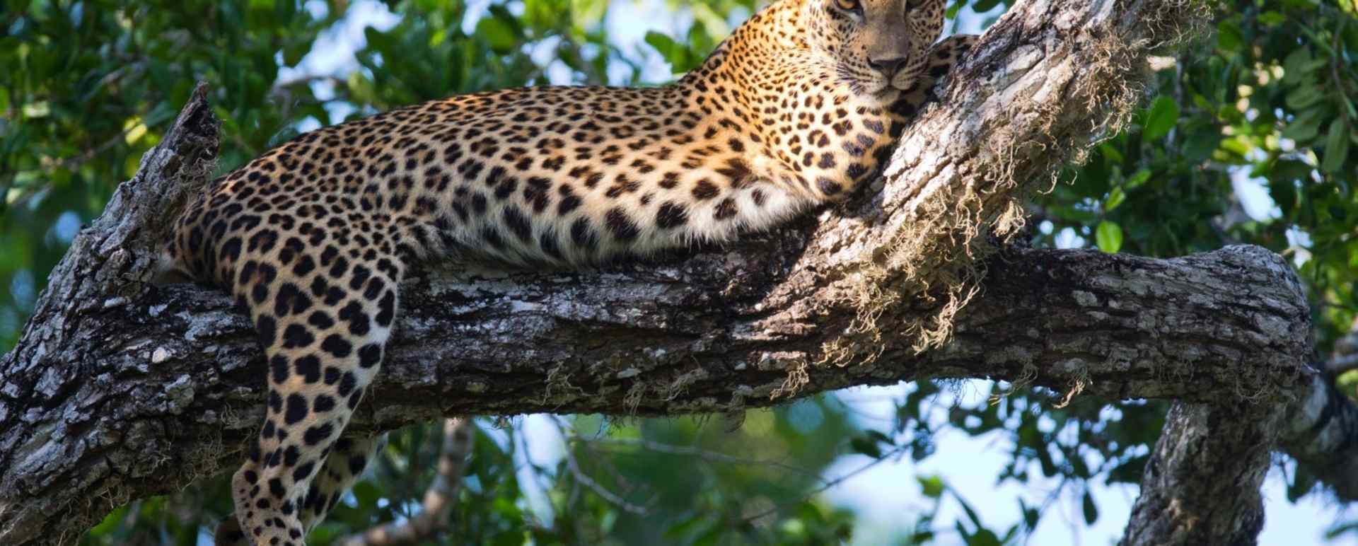 Lazing Leopard - Lazy Days and Leopards on Sri Lanka's South Coast