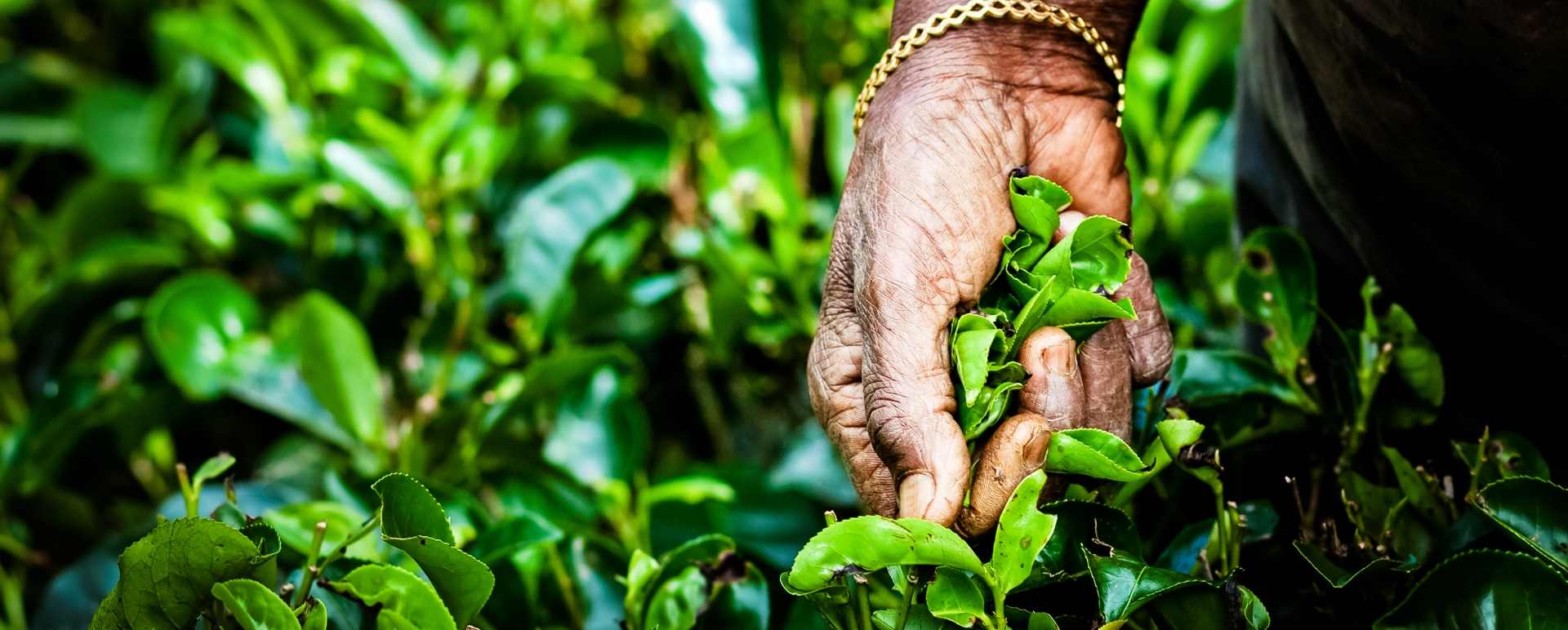 Tea Picking in the Hill Country 