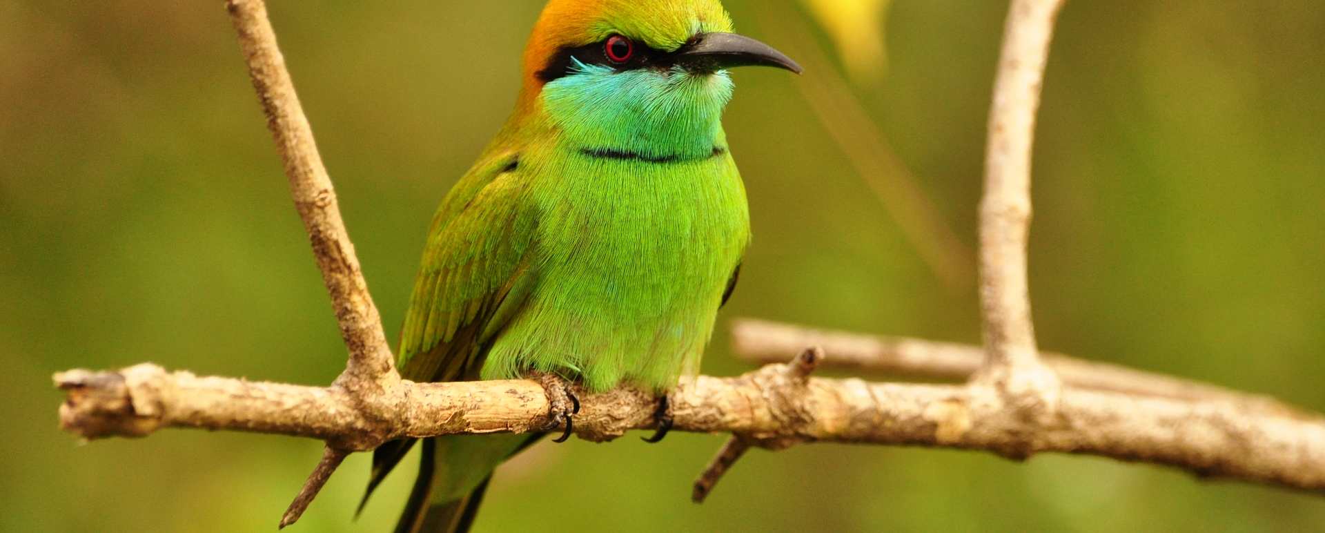 Birdlife in Yala National Park 