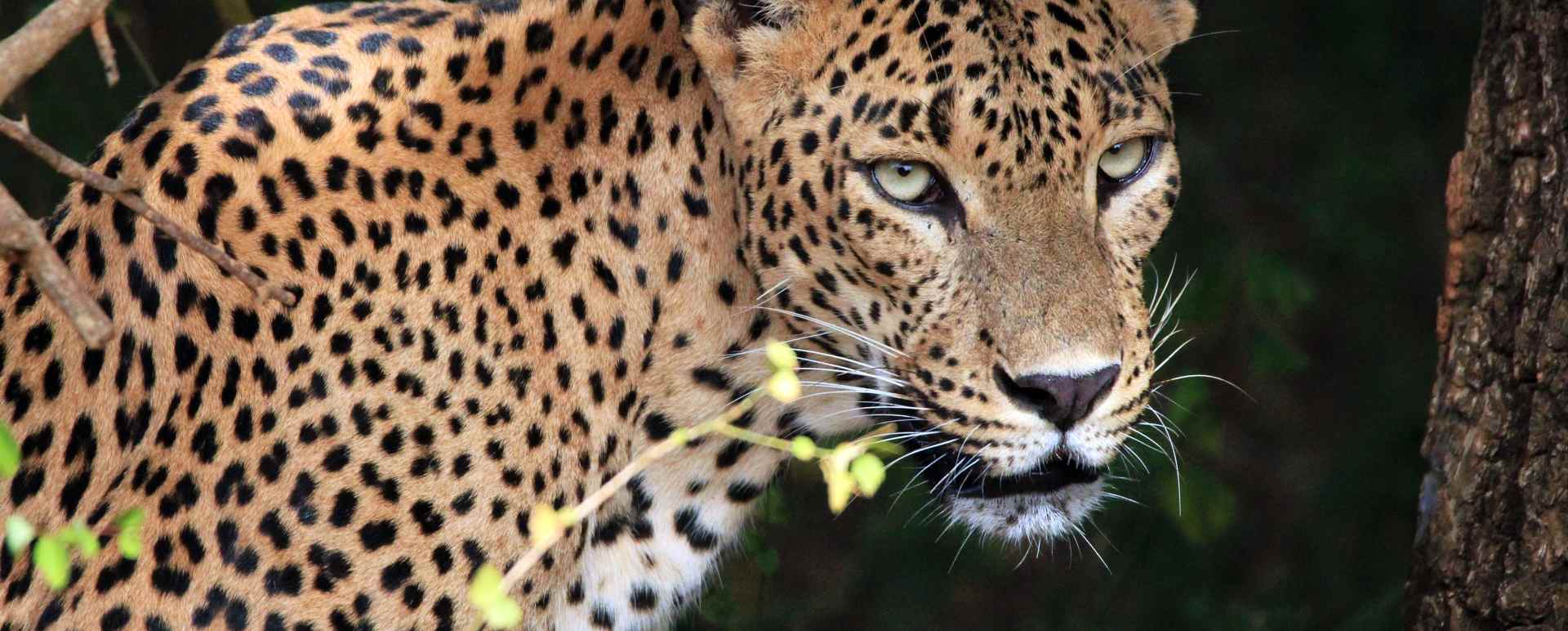 Leopard in Yala National Park - Much in little: A family journey to Sri Lanka
