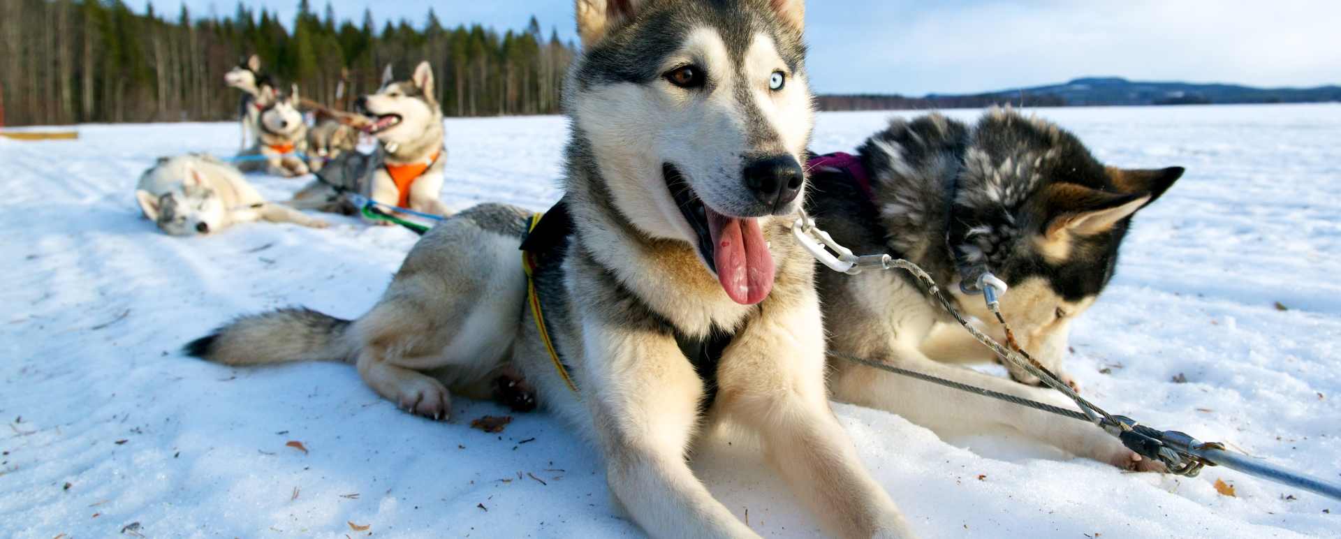 Husky sled tour at Arctic Retreat