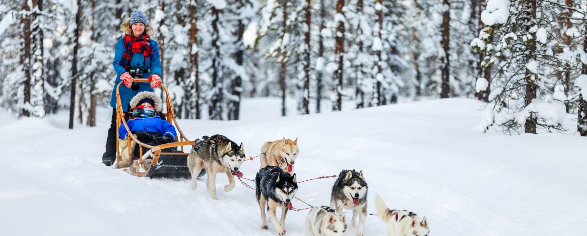 Husky Sledding in Lulea
