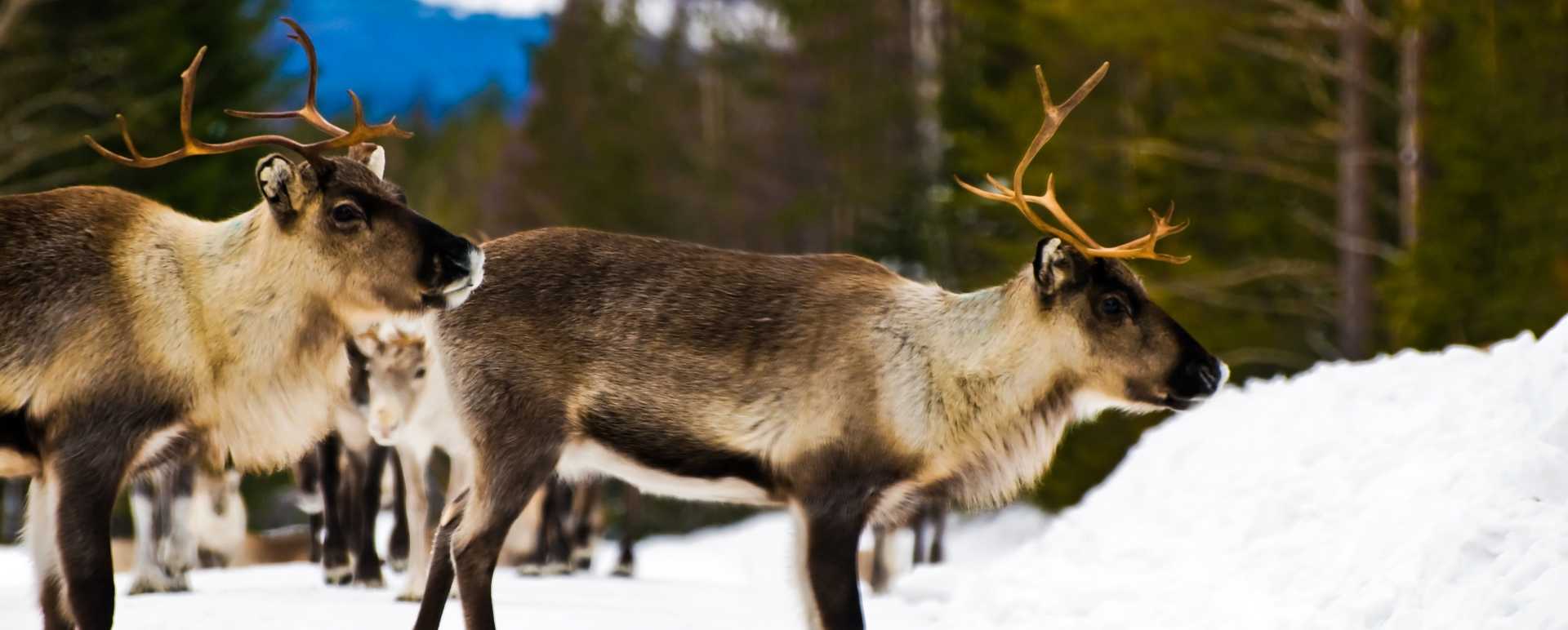 Sami reindeer experience at Brandon Lodge