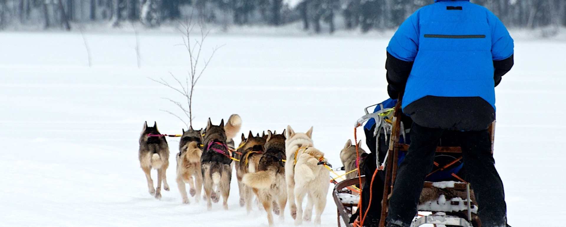 Dog sledding Arctic Retreat 
