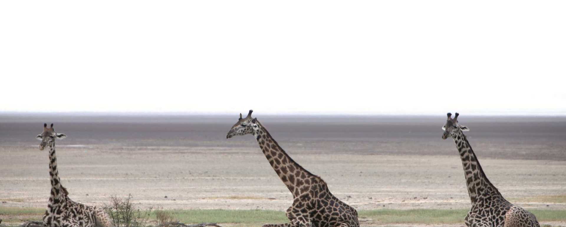 Game Drive to Lake Manyara - Chem Chem
