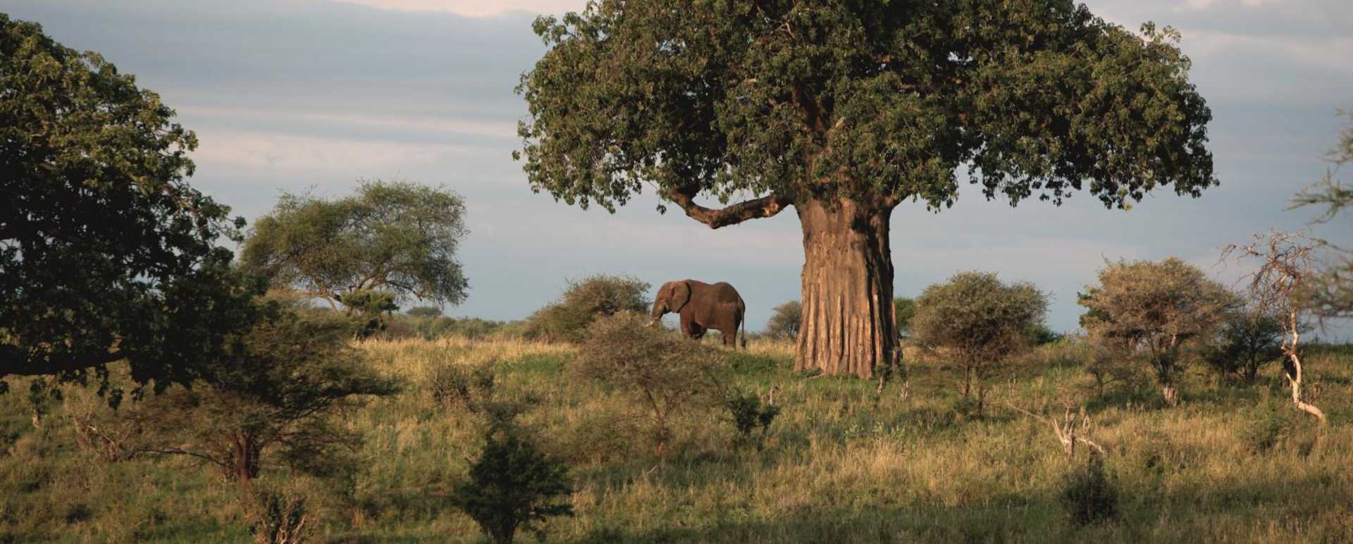 Tarangire National Park - Chem Chem