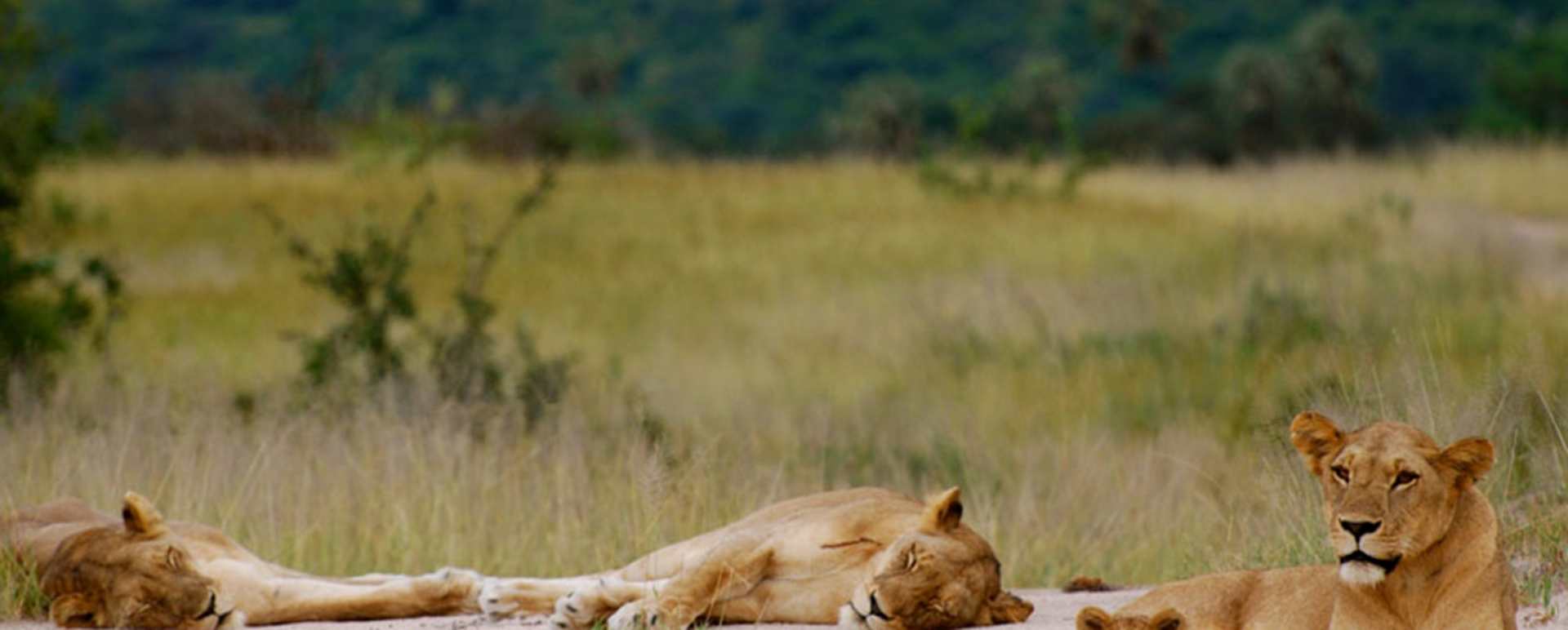 Lion pride - Kigelia Ruaha
