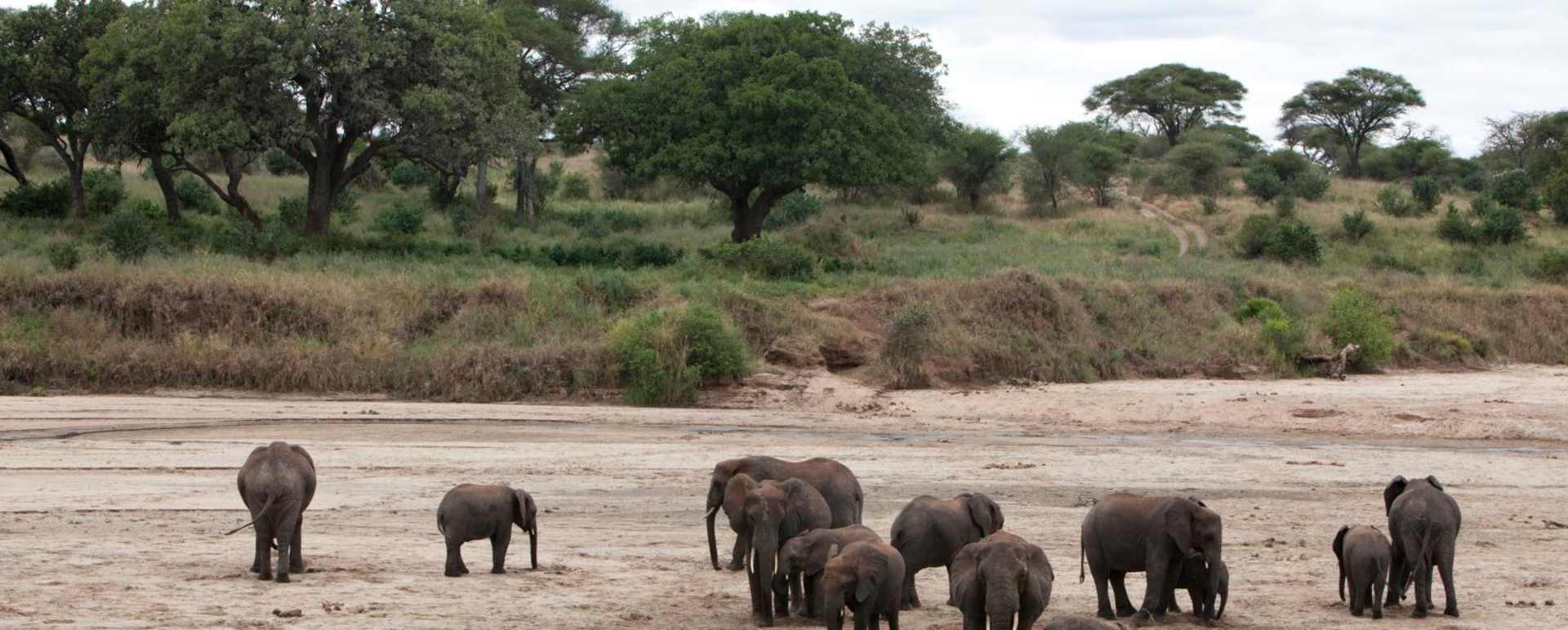 Elephants - Oliver's Camp