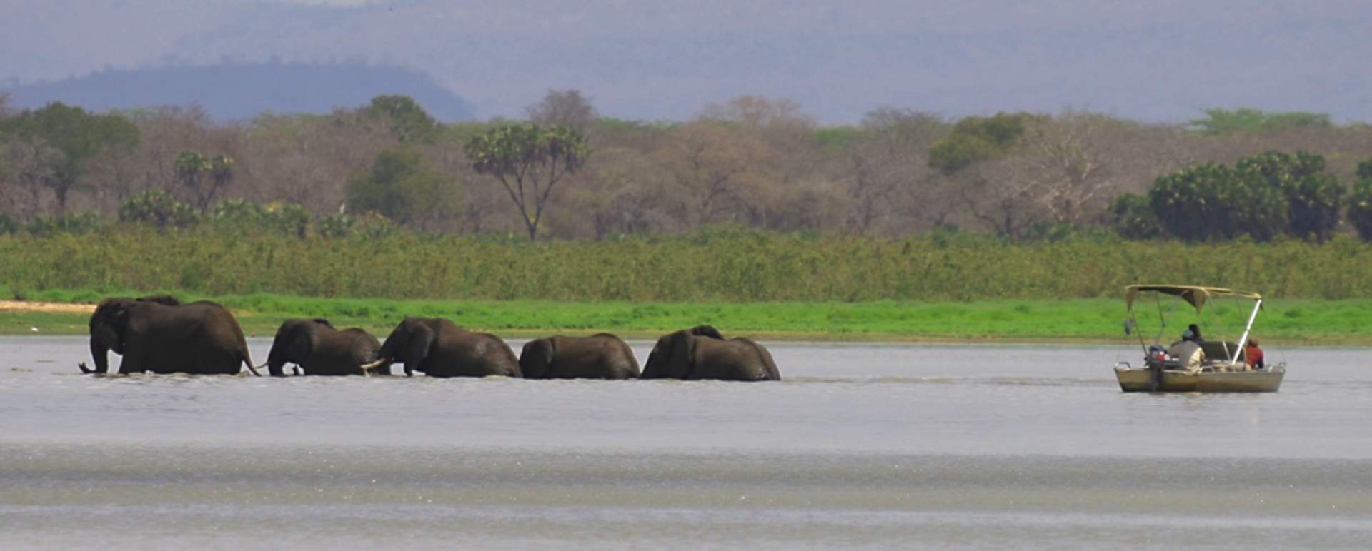 Elephants - Siwandu