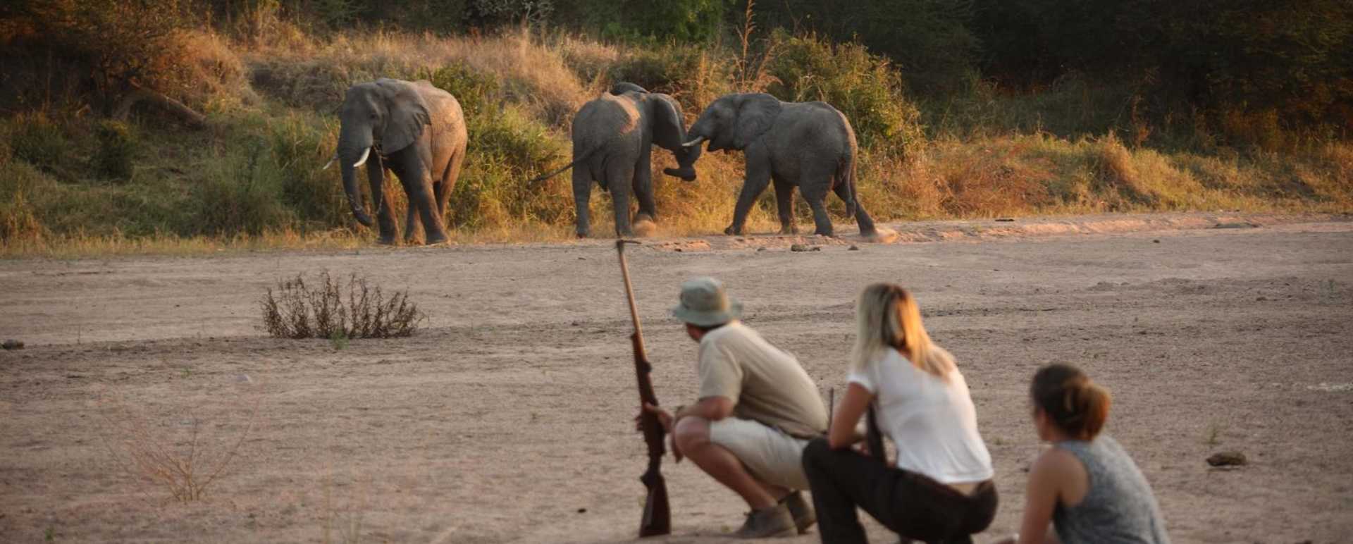 Walking safaris in Ruaha