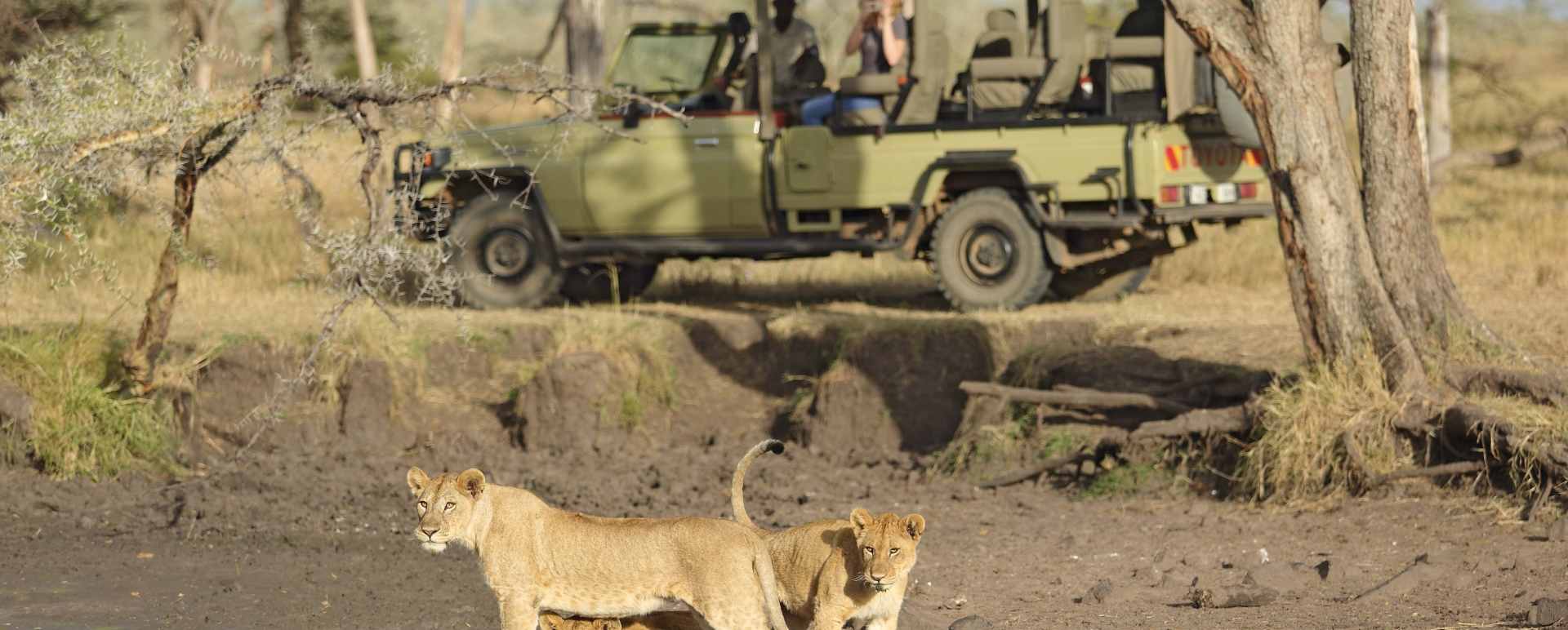 Ubuntu lions on safari 