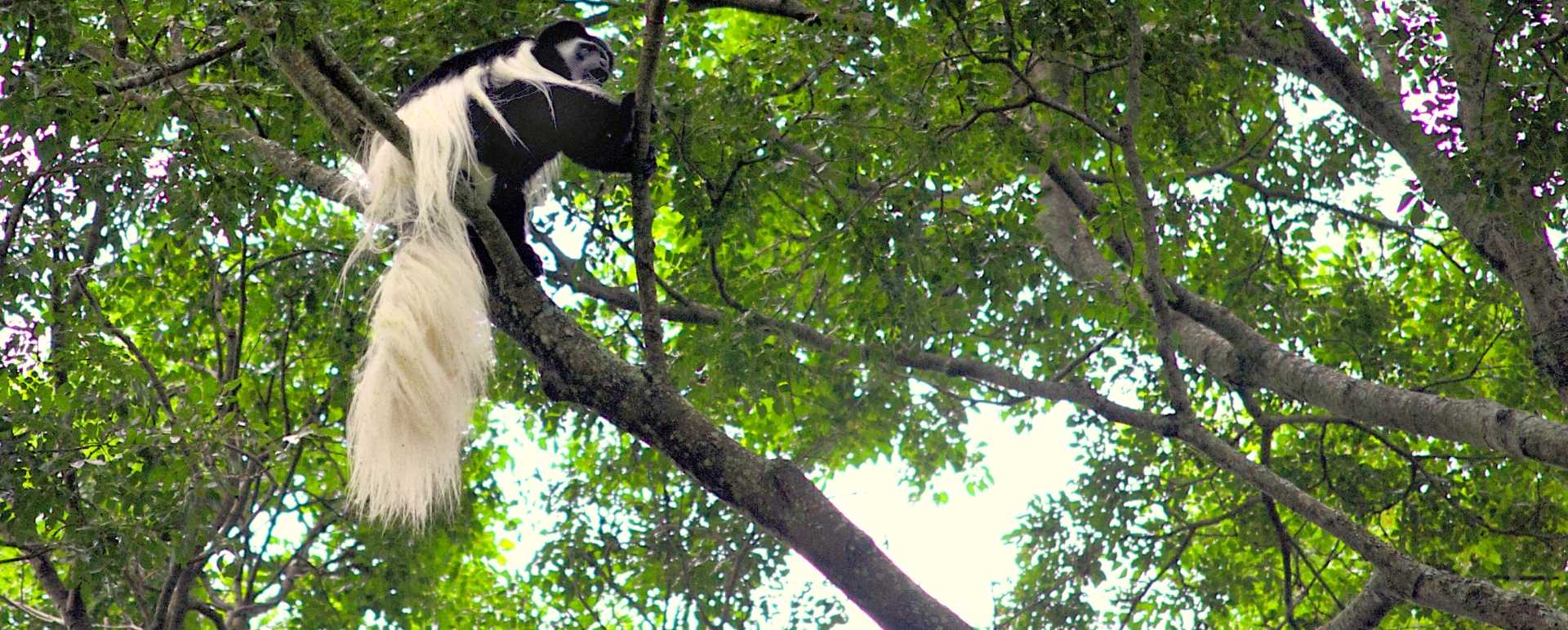 Colobus Monkey at Rubondo island 