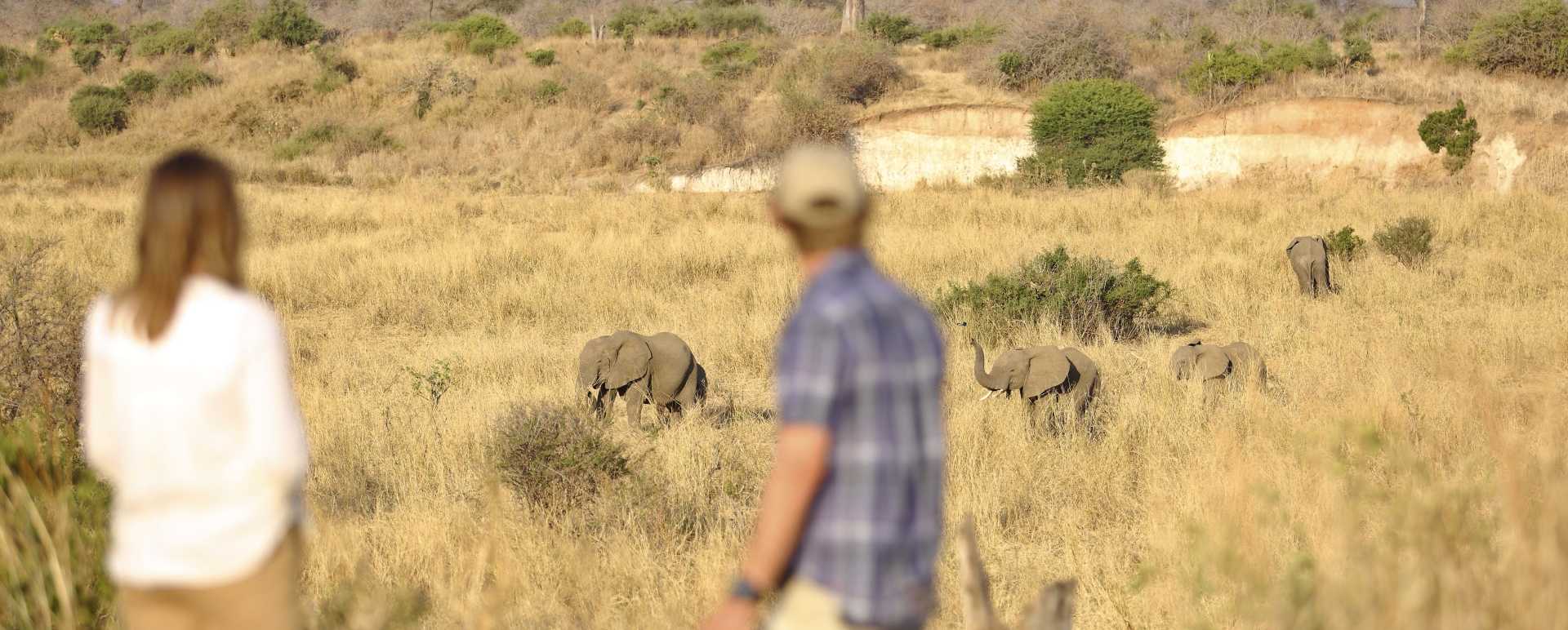 Walking Safari