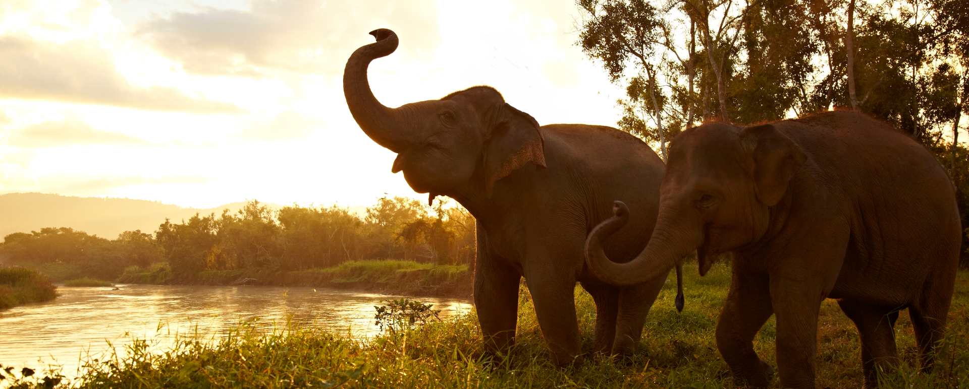 Elephants - Anantara Golden Triangle Elephant Camp & Resort
