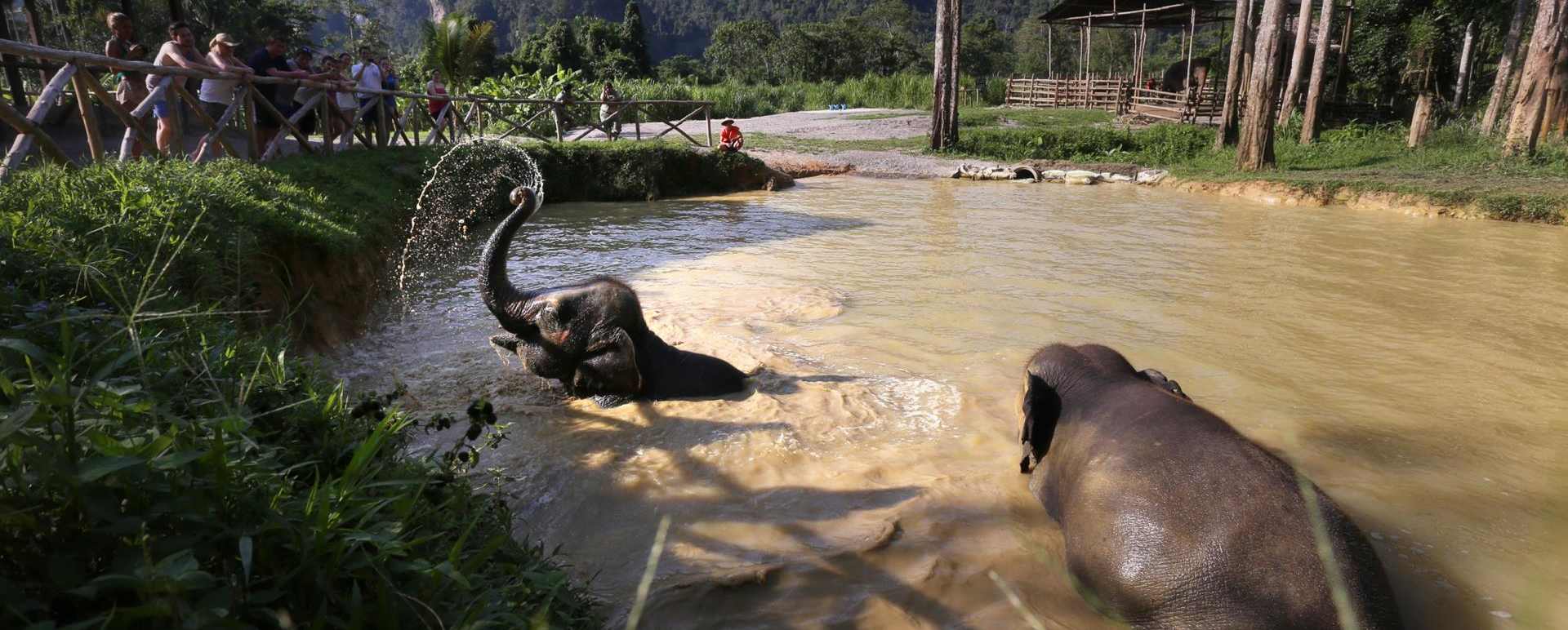 Elephants in Khao Sok  